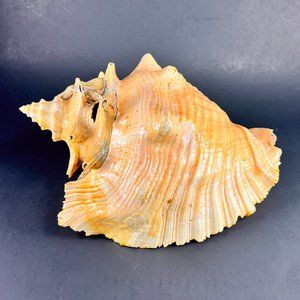 Natural Horned Queen Conch Seashell Beach Aquarium Nautical 9 1/2" x 6 3/4"